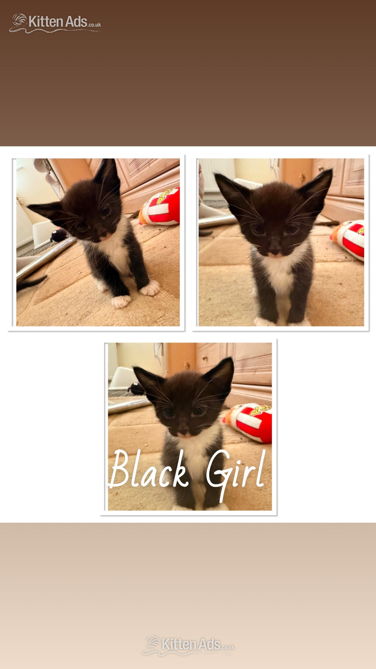 7 Beautiful Kittens - 