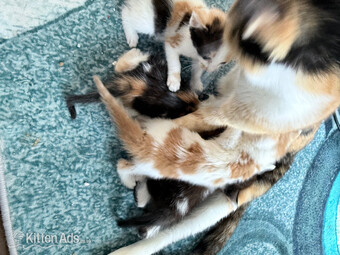 Two little boy kittens 