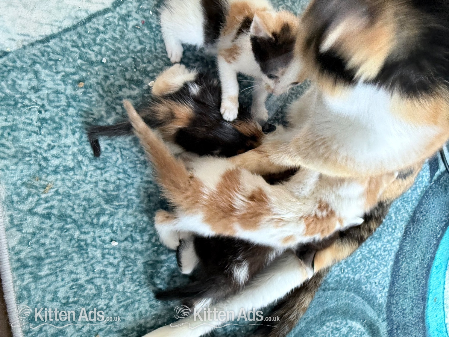 Two little boy kittens  in {LOCATION}