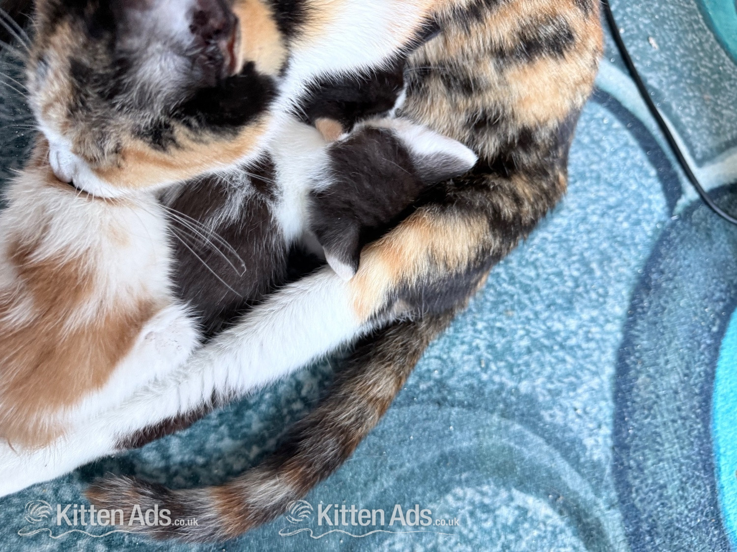  Cats and Kittens