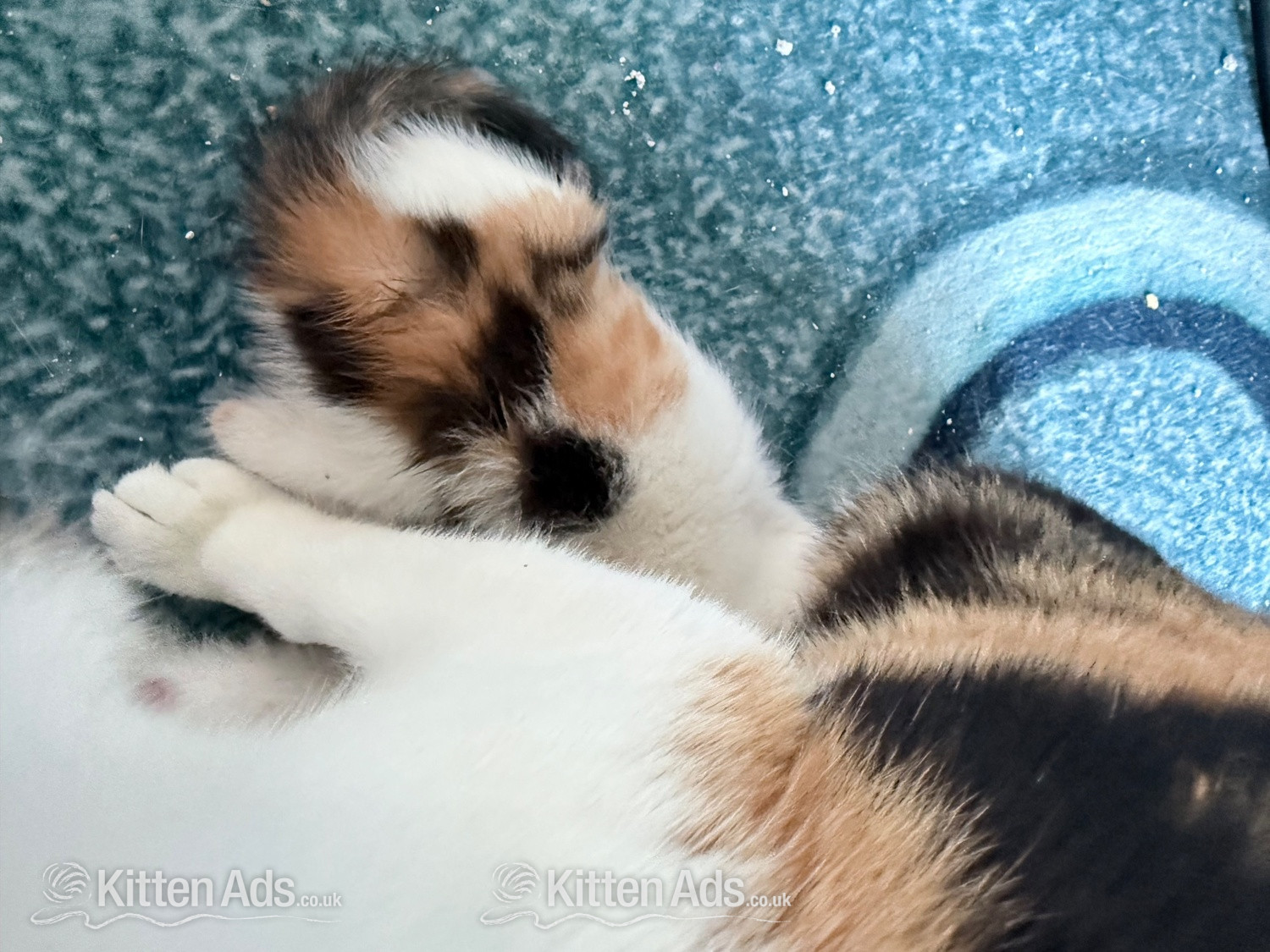  - Two little boy kittens 