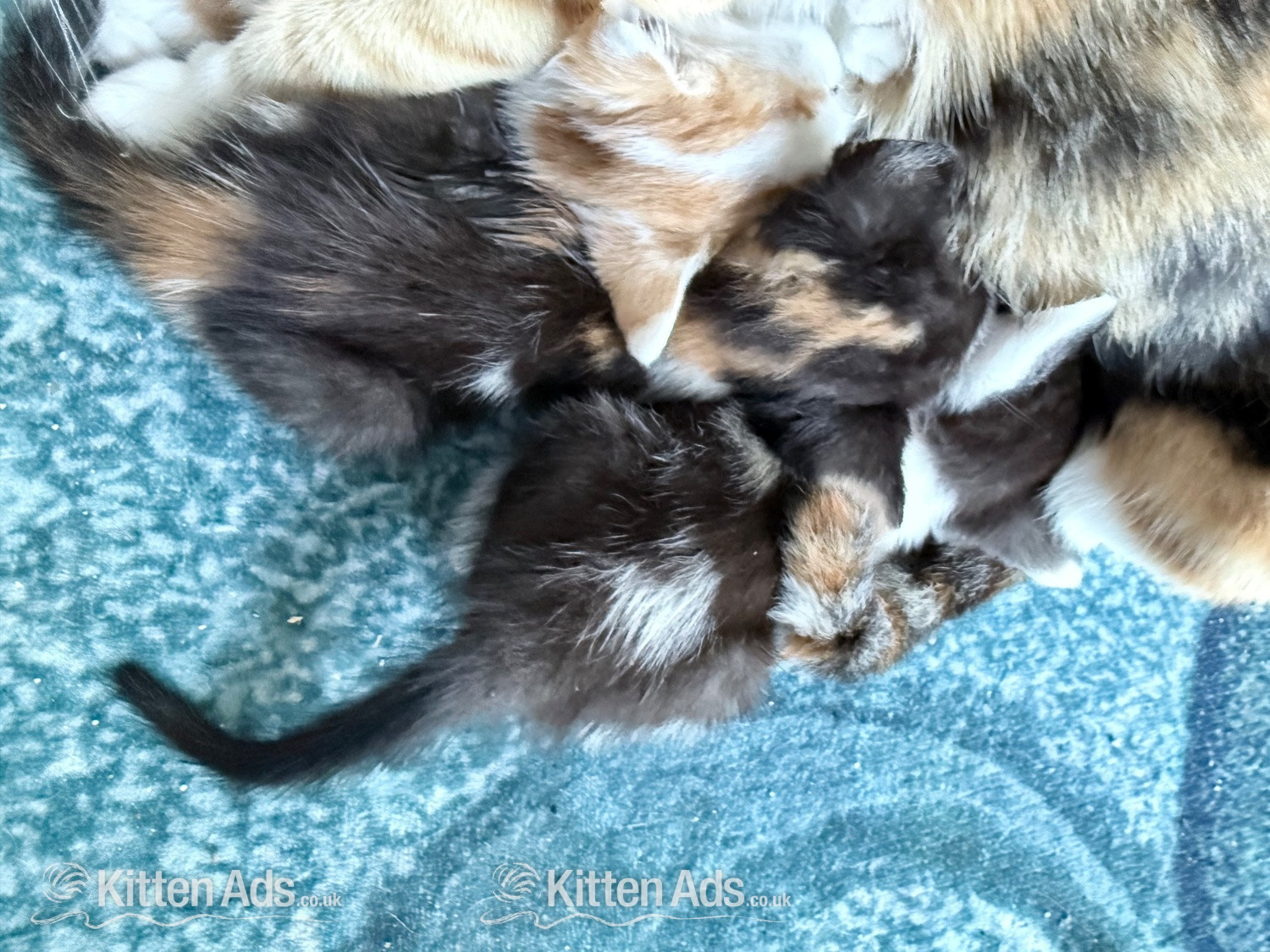 Two little boy kittens  - 