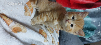 Nice 3 ginger boy and tabby girl. Toilet trained. Eat wet and dr.
