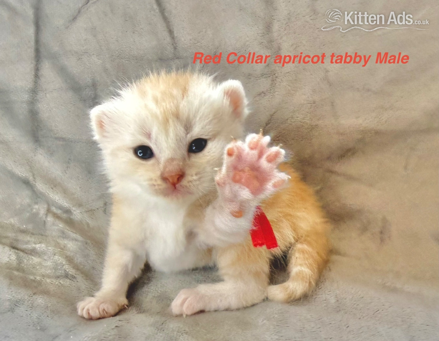 Stunning Pedigree Maine Coon kittens in {LOCATION}