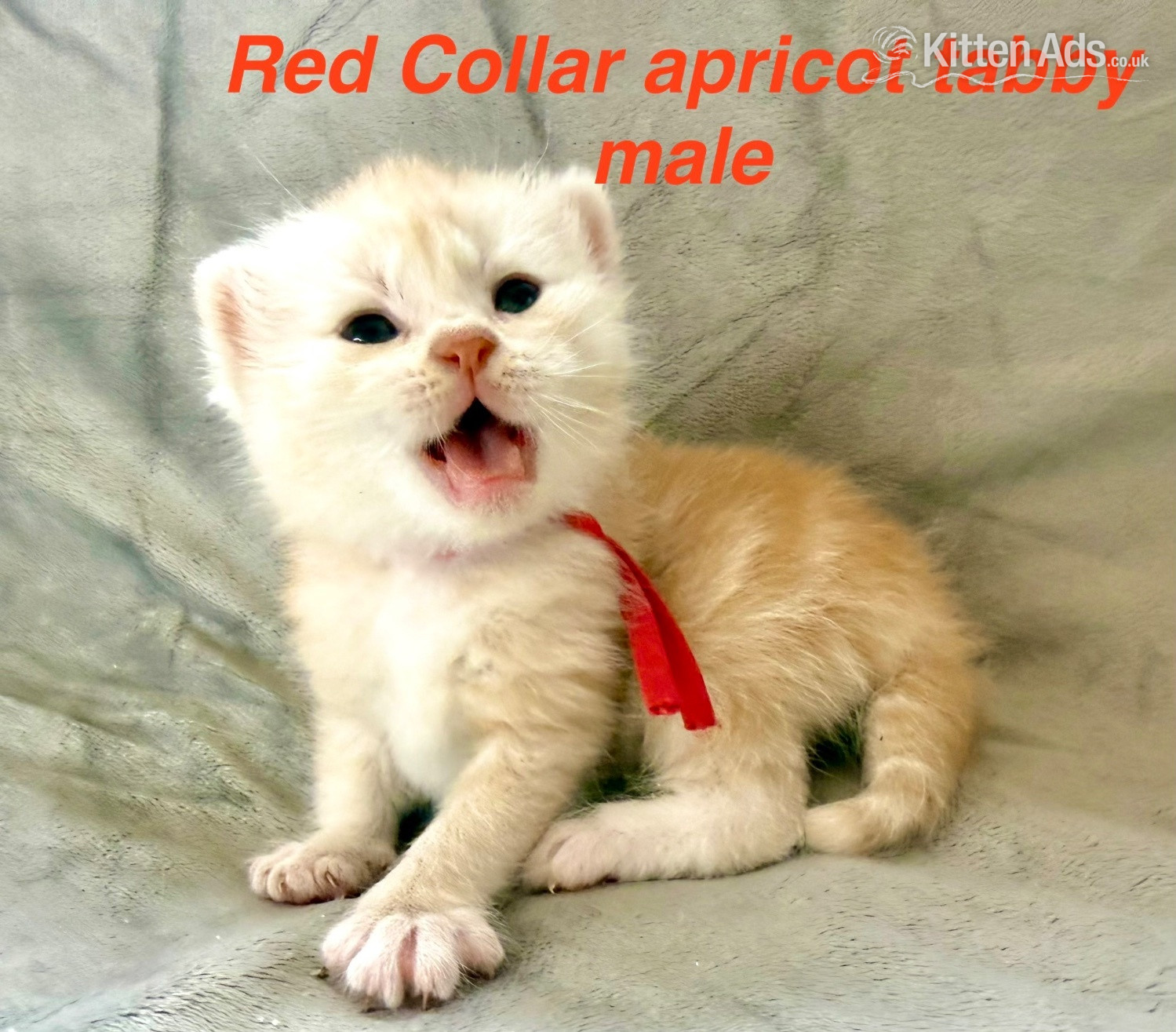 Maine Coon Cats and Kittens