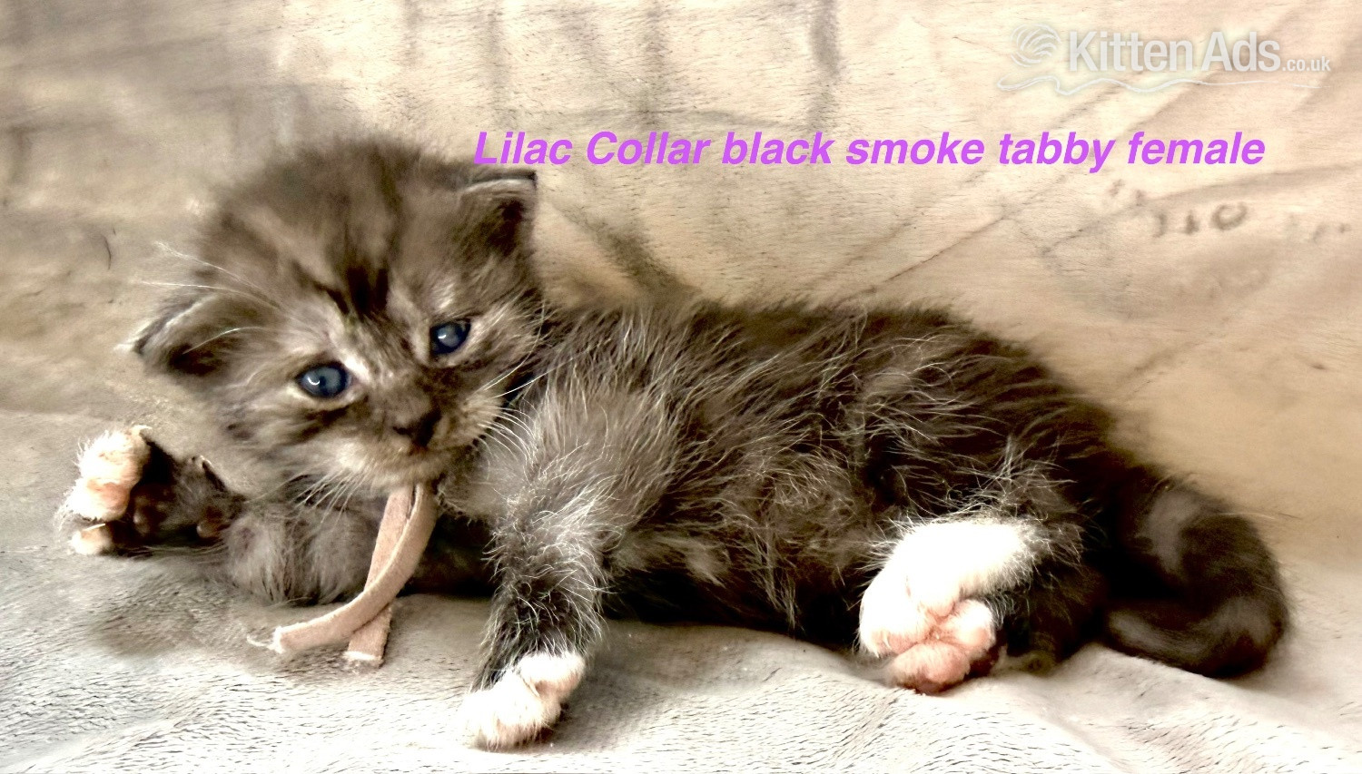Maine Coon - Stunning Pedigree Maine Coon kittens