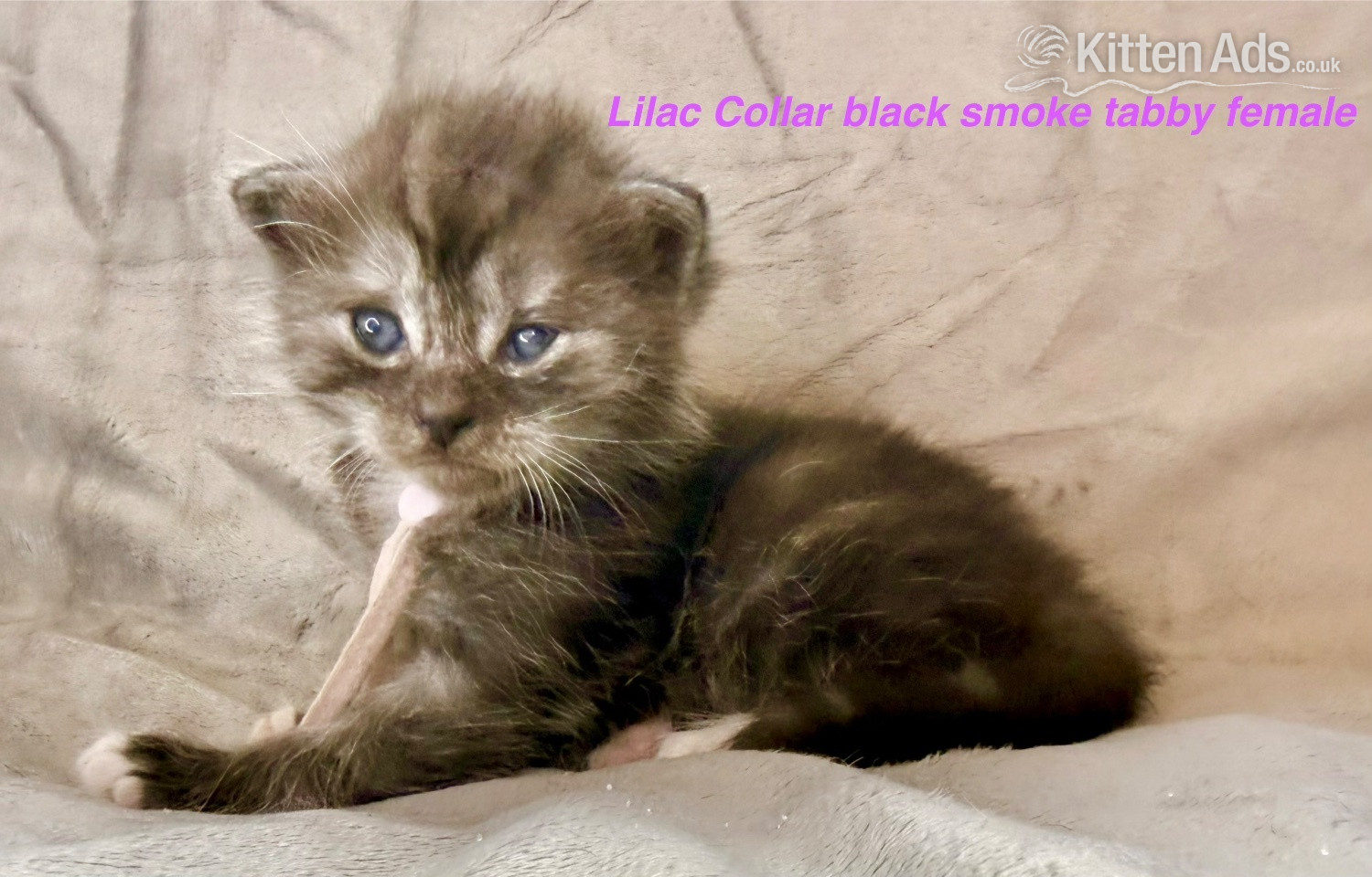 Stunning Pedigree Maine Coon kittens - Maine Coon