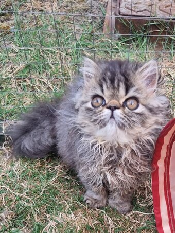 Last GCCF registered persian kitten