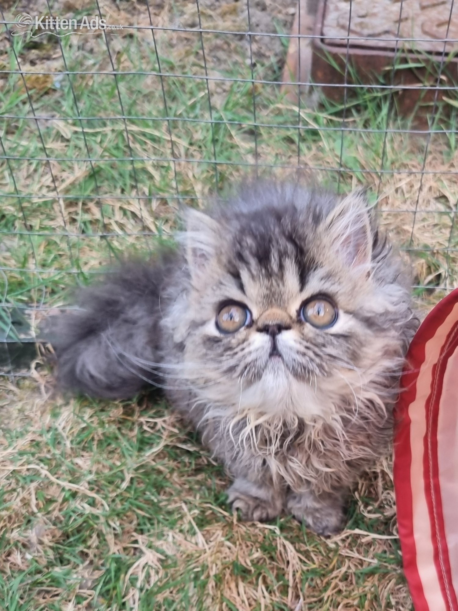 Persian