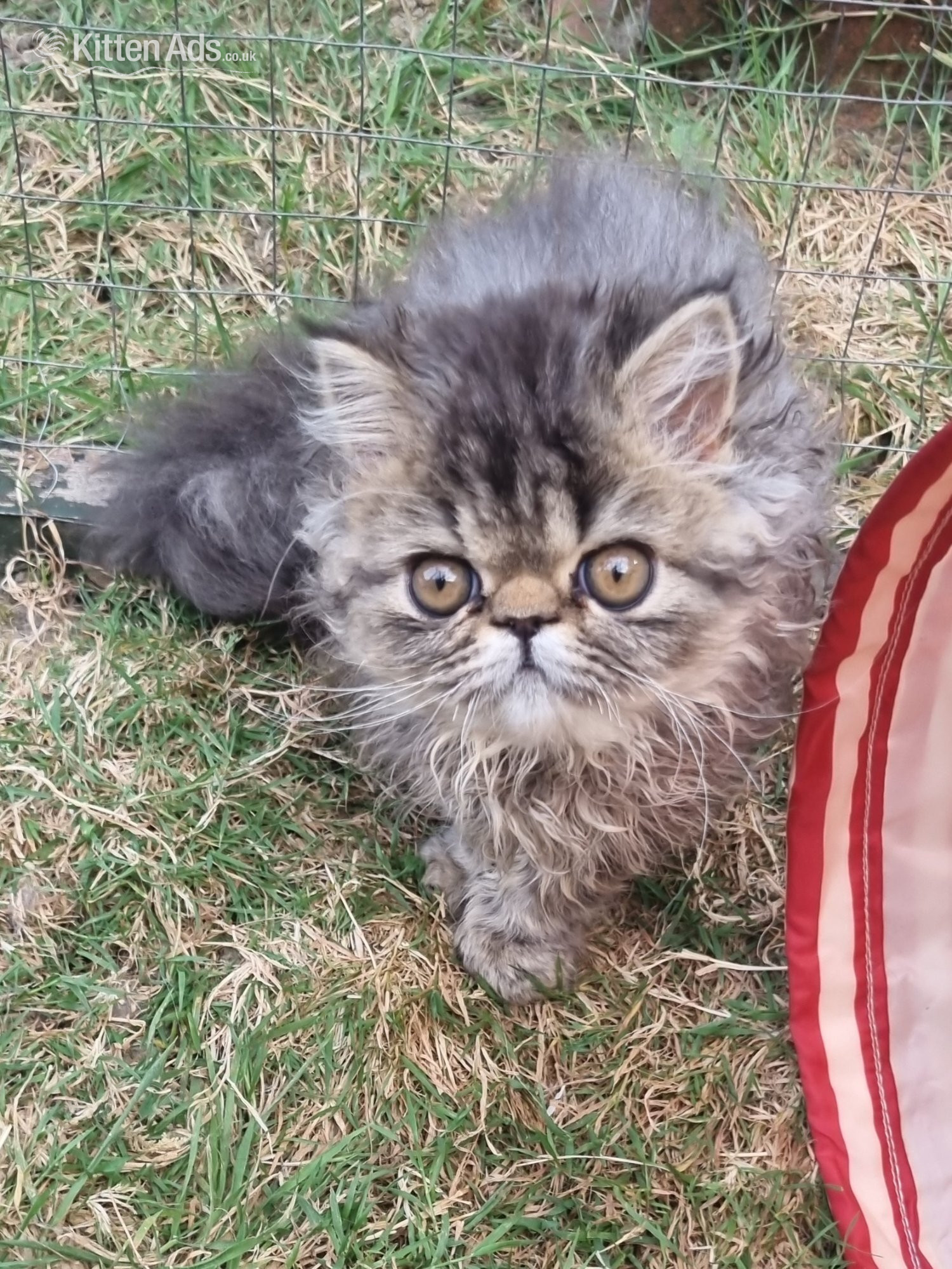 Persian Cats and Kittens