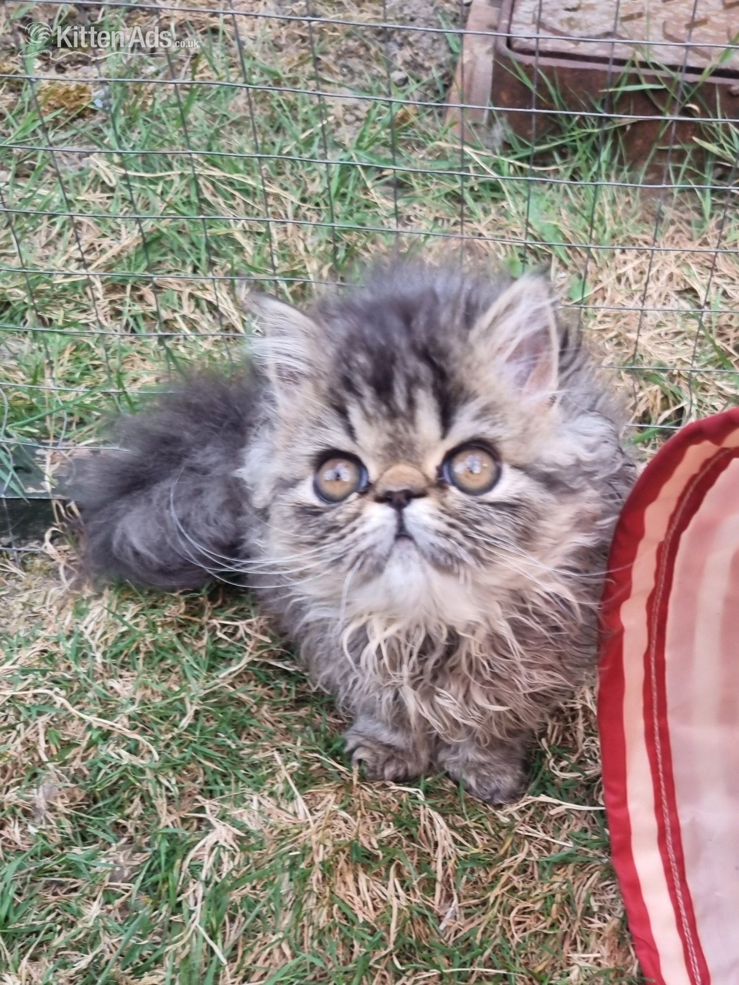 Persian - Last GCCF registered persian kitten