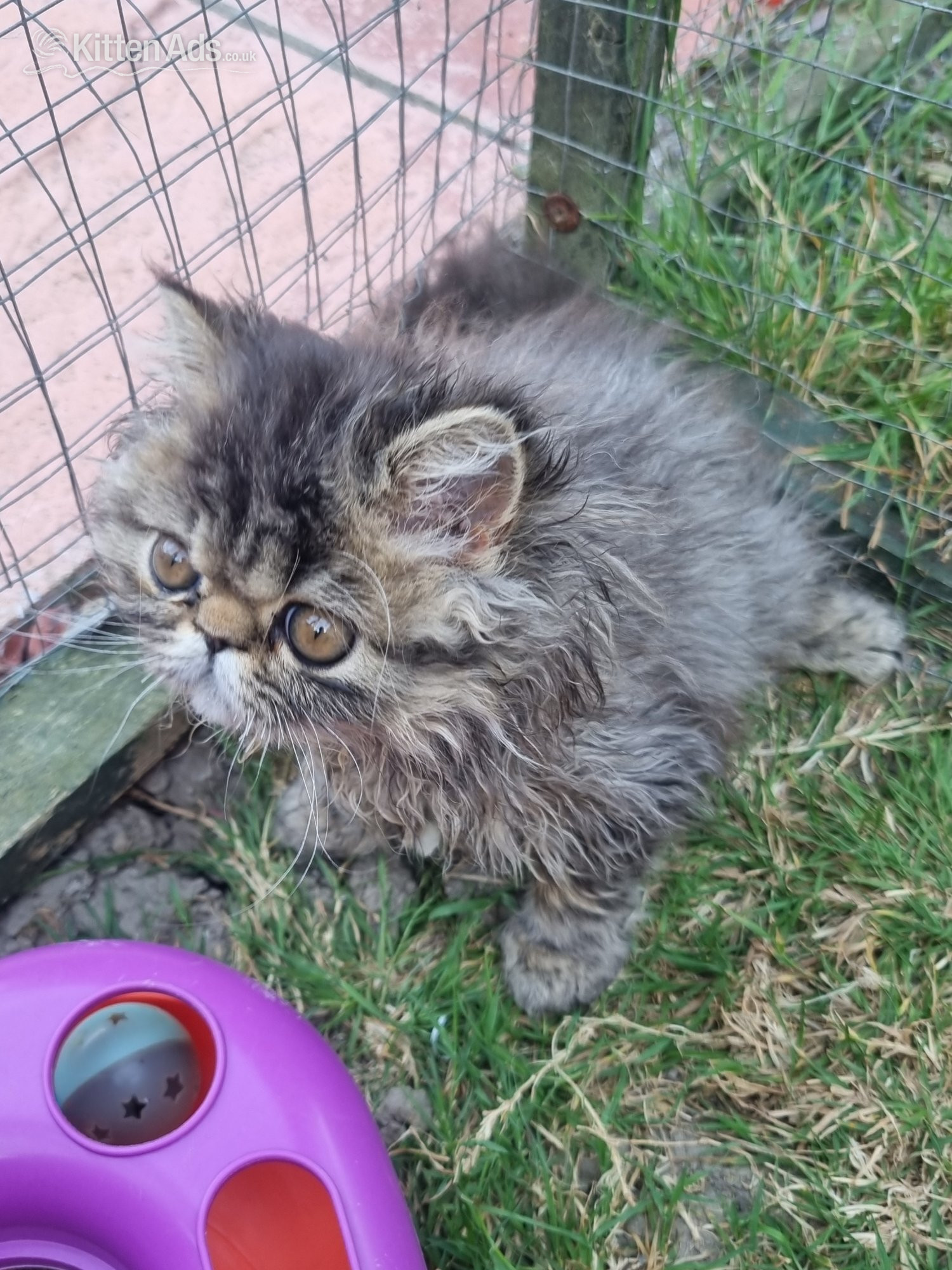 Last GCCF registered persian kitten - Persian