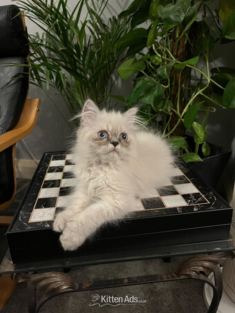 READY NOW SUPER AFFECTIONATE PERSAIN MALE KITTEN 