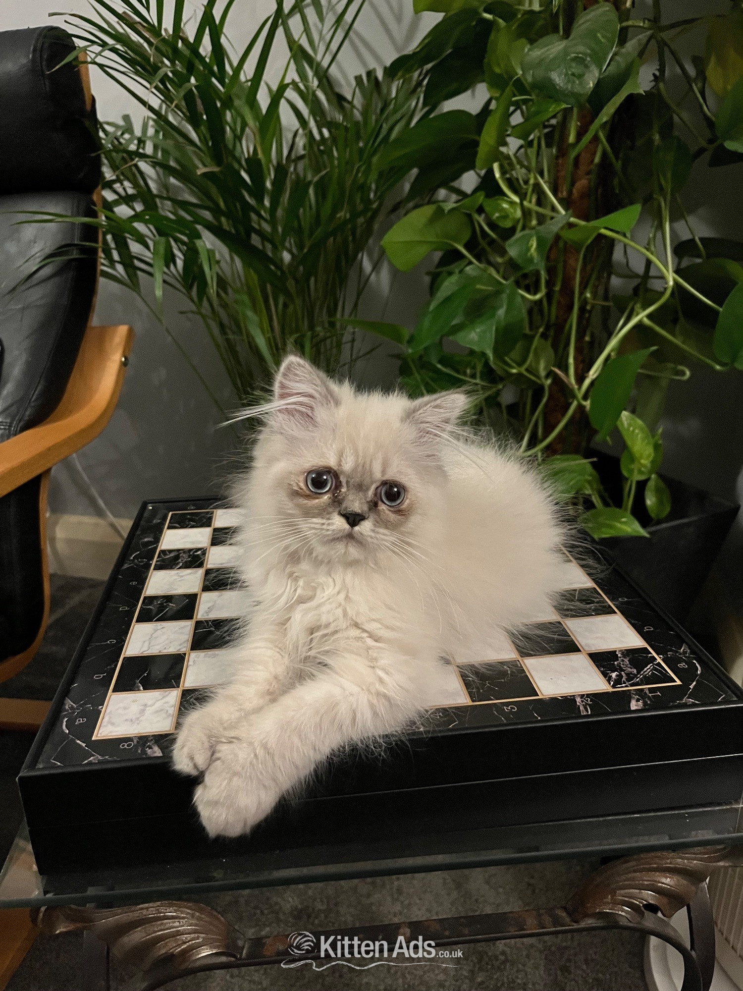 Persian