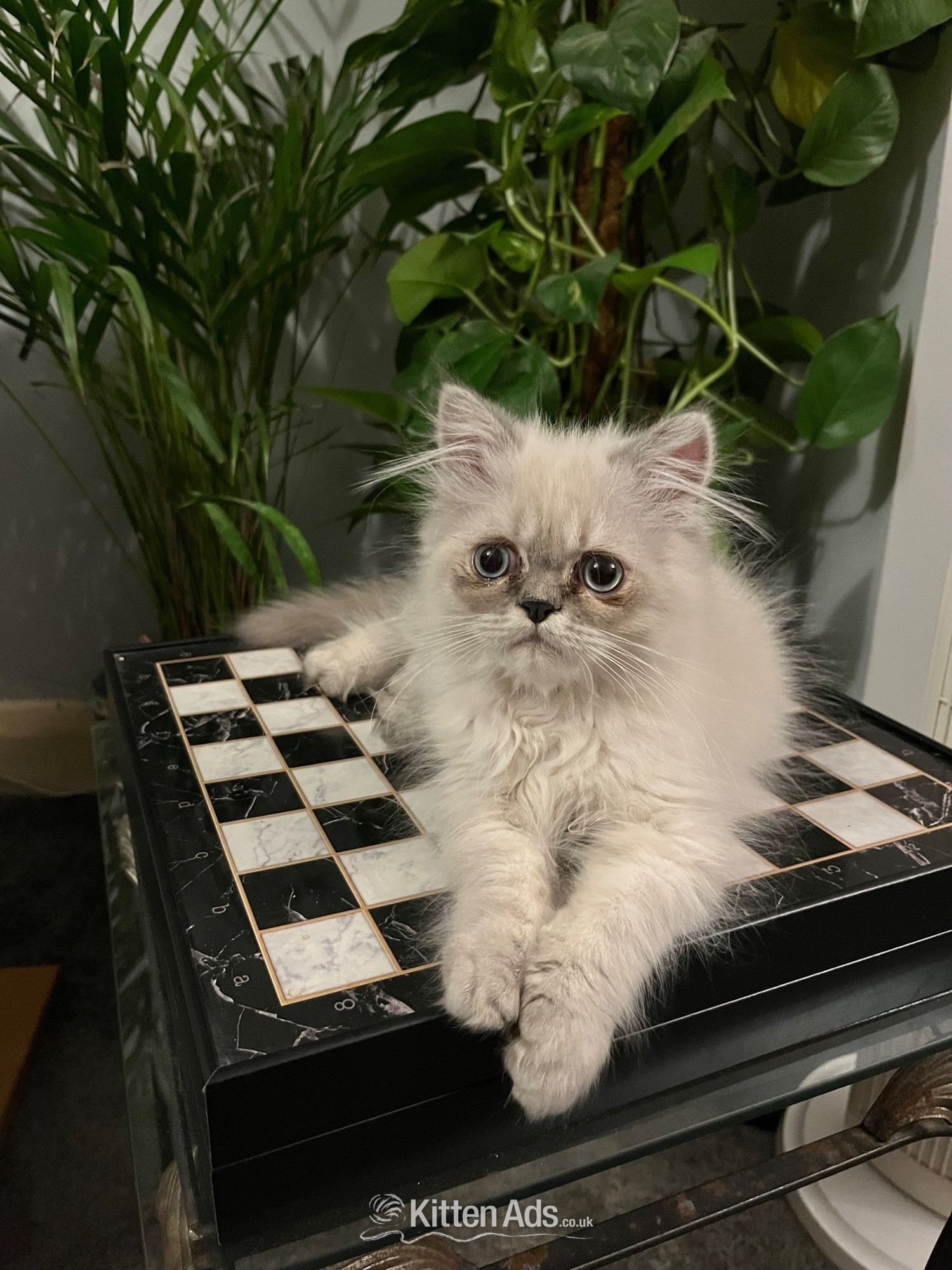 Persian Cats and Kittens