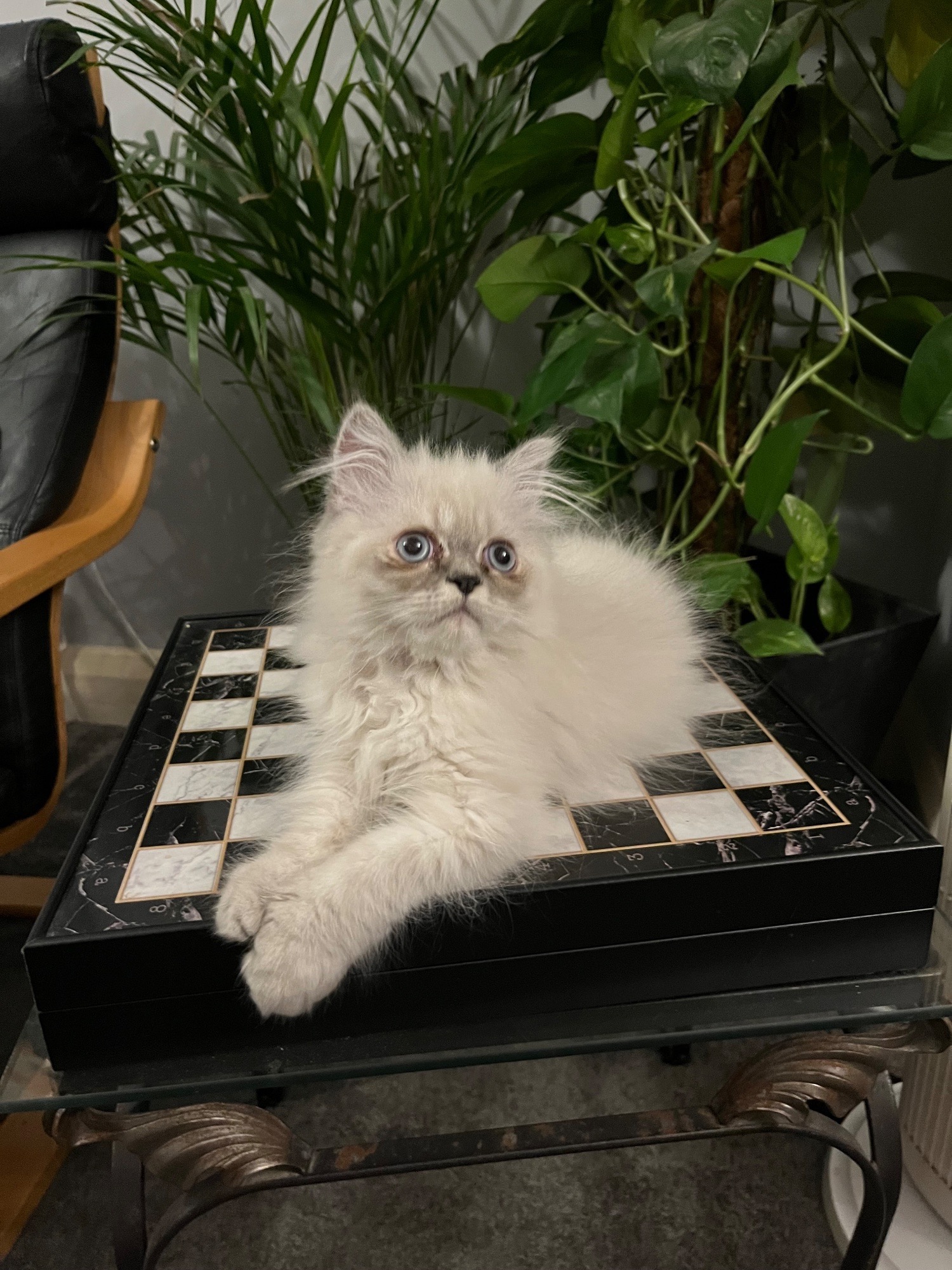 READY NOW SUPER AFFECTIONATE PERSAIN MALE KITTEN  - Persian
