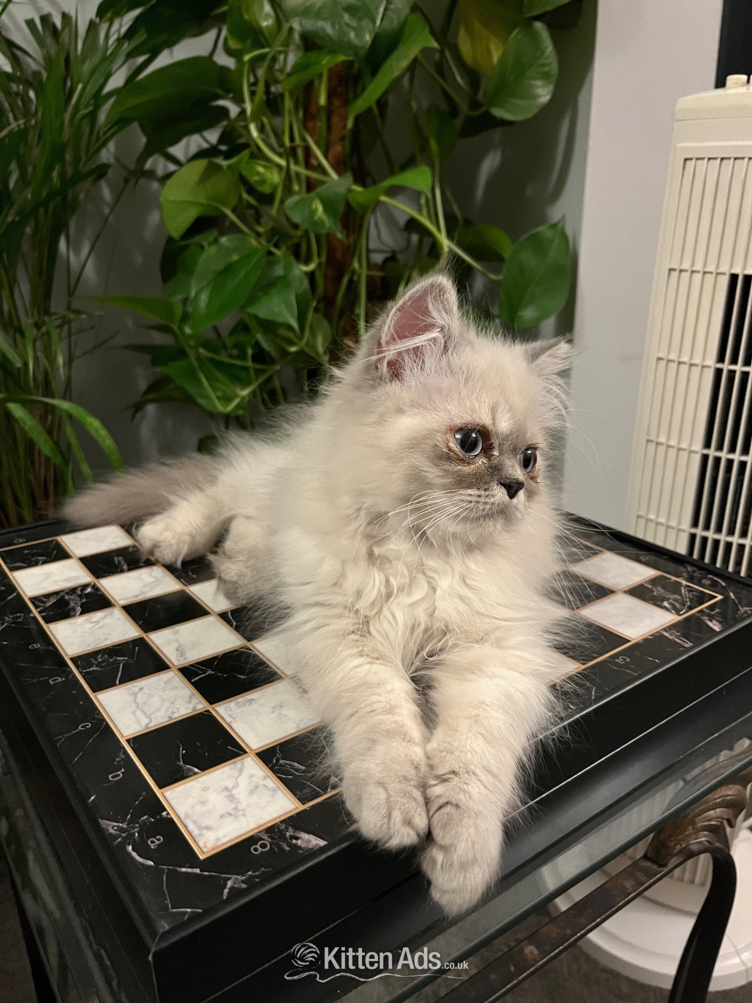 Persian - READY NOW SUPER AFFECTIONATE PERSAIN MALE KITTEN 