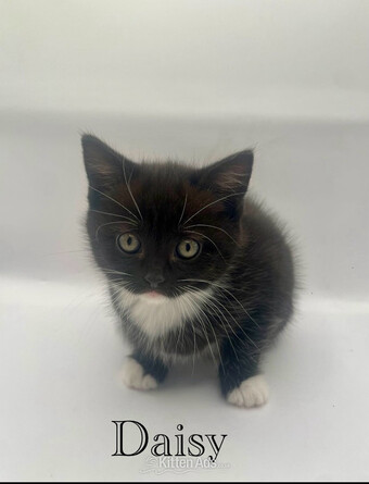 Beautiful British shorthair cross 