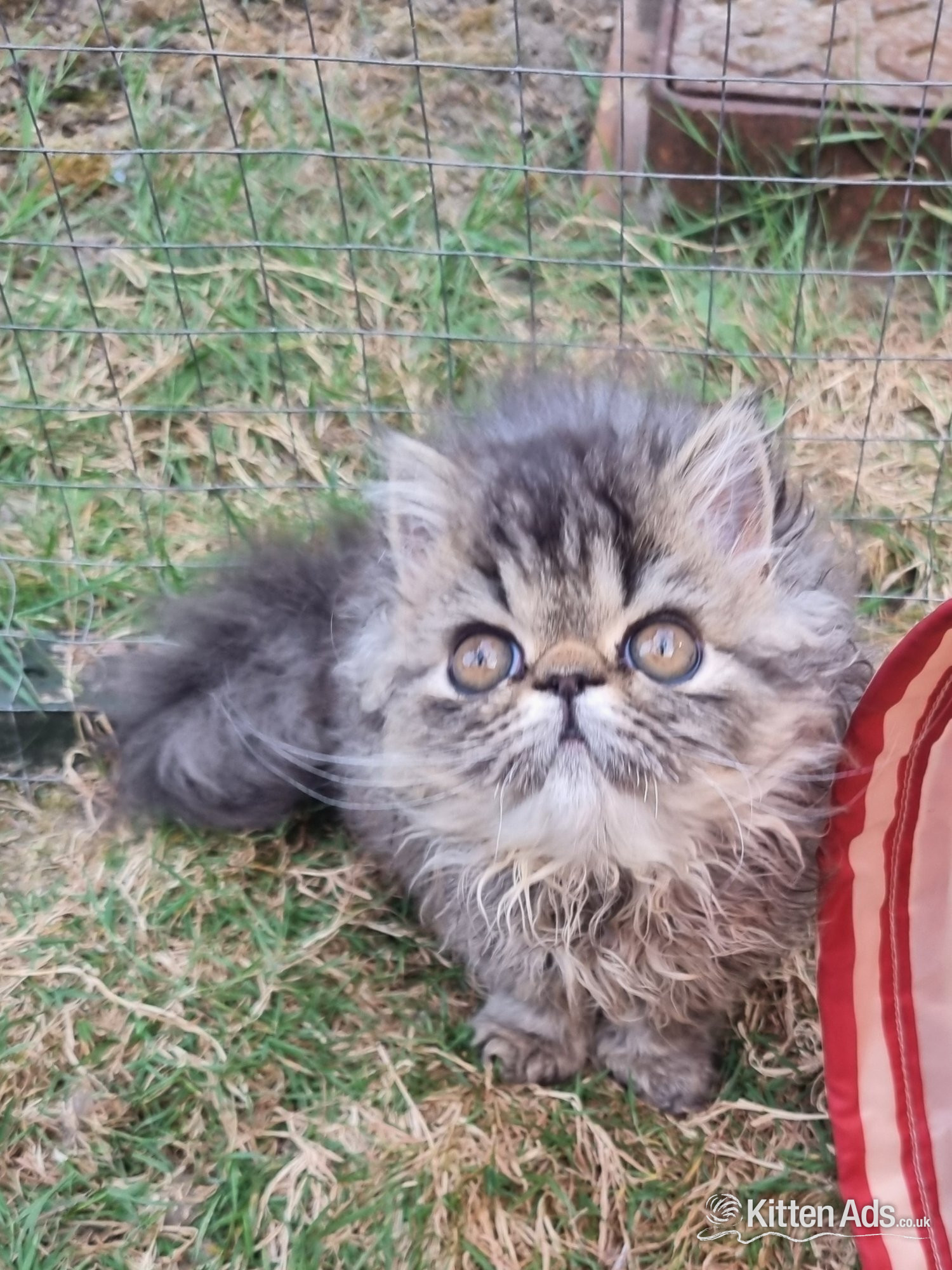 Last GCCF registered persian kitten in {LOCATION}