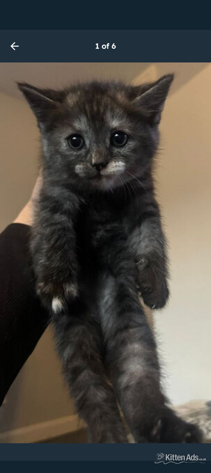 Persian kitten for sale