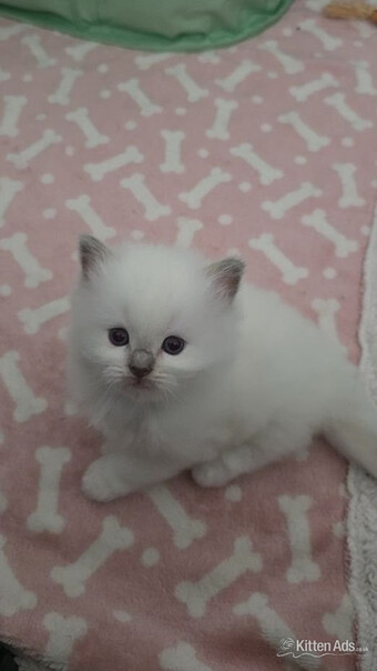 Beautiful blue point ragdoll kittens