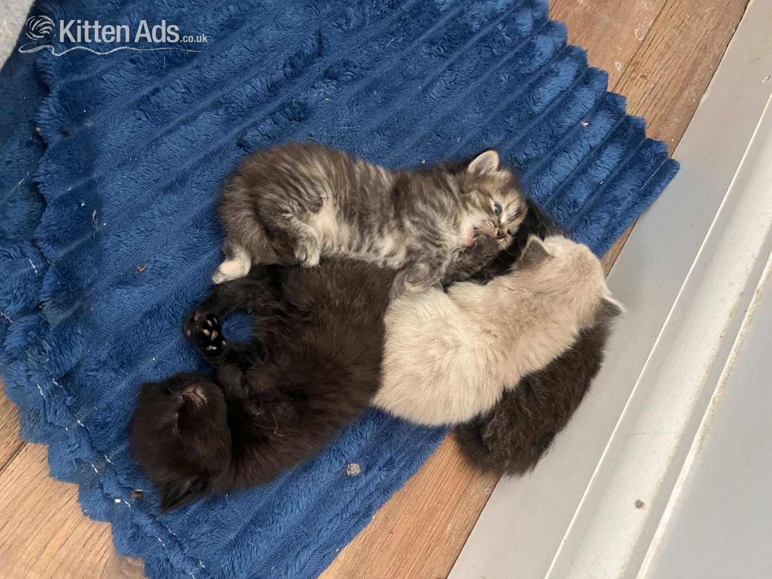 Ragdoll cross kittens  in {LOCATION}