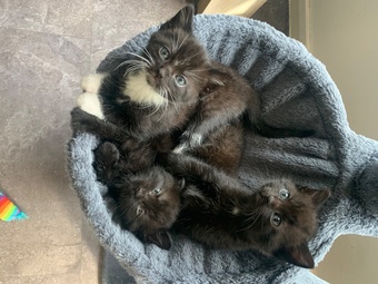 Black & white kittens looking for forever homes 
