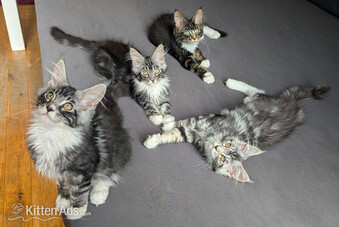 ? Champion Sired Maine Coon Kittens ? TICA