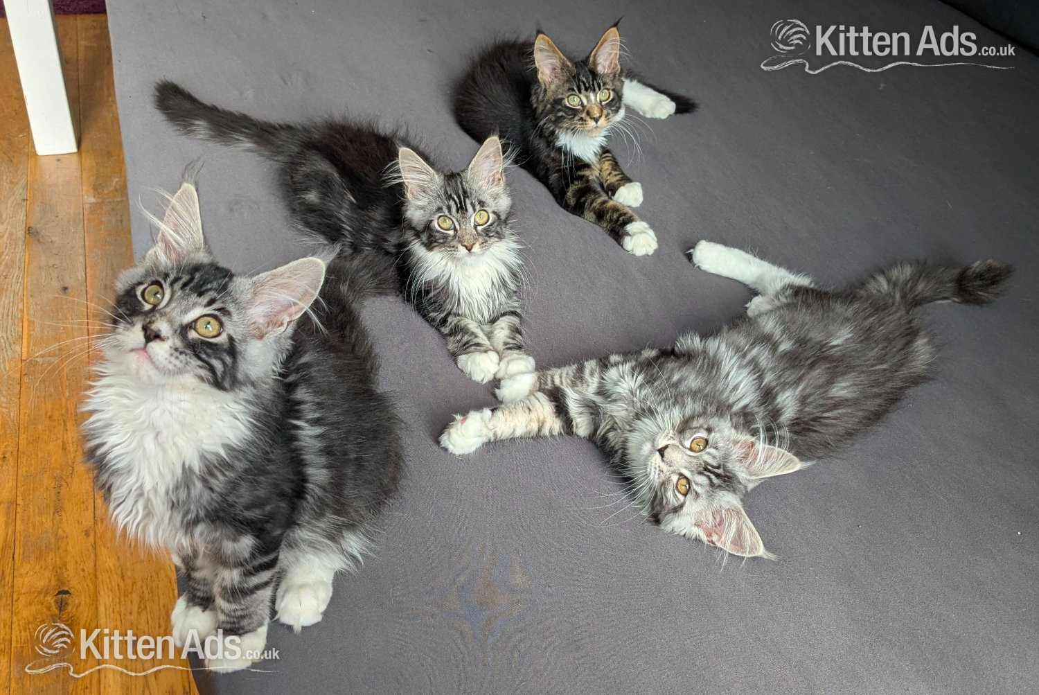 ? Champion Sired Maine Coon Kittens ? TICA in {LOCATION}