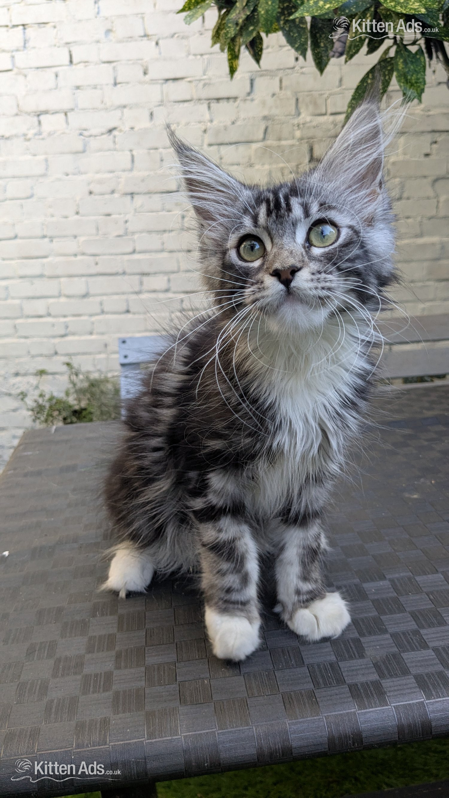  - ? Champion Sired Maine Coon Kittens ? TICA