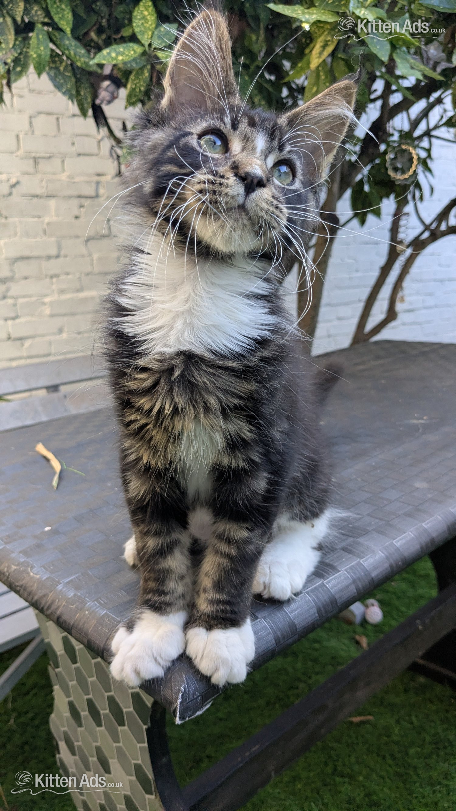 ? Champion Sired Maine Coon Kittens ? TICA - 