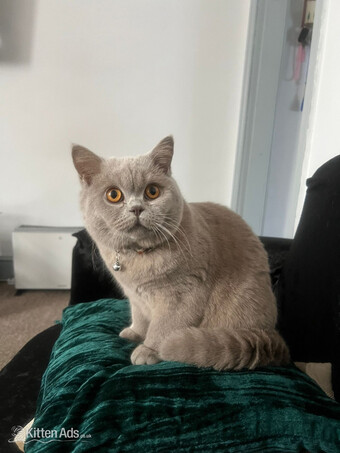 Laila - Grey British Shorthair