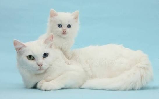 Persian Cats and Kittens