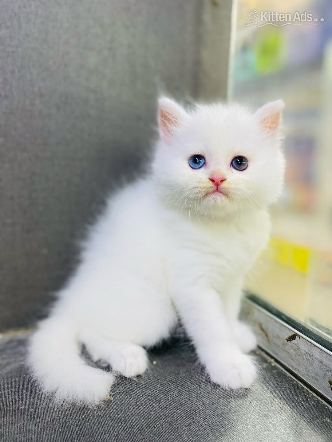 Amazing sweet ovoko kittens  in {LOCATION}