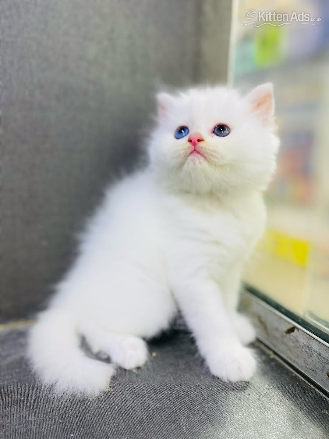 Persian