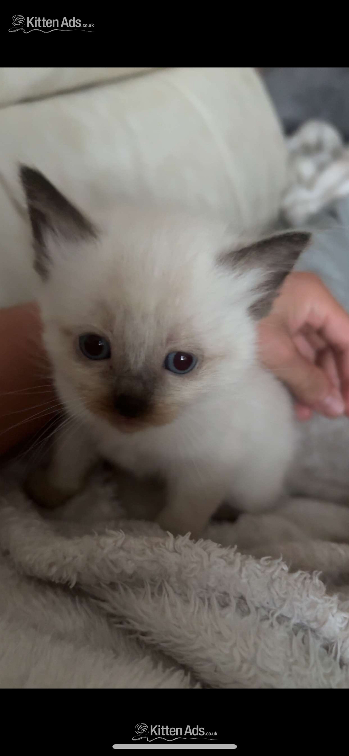 Cats and Kittens