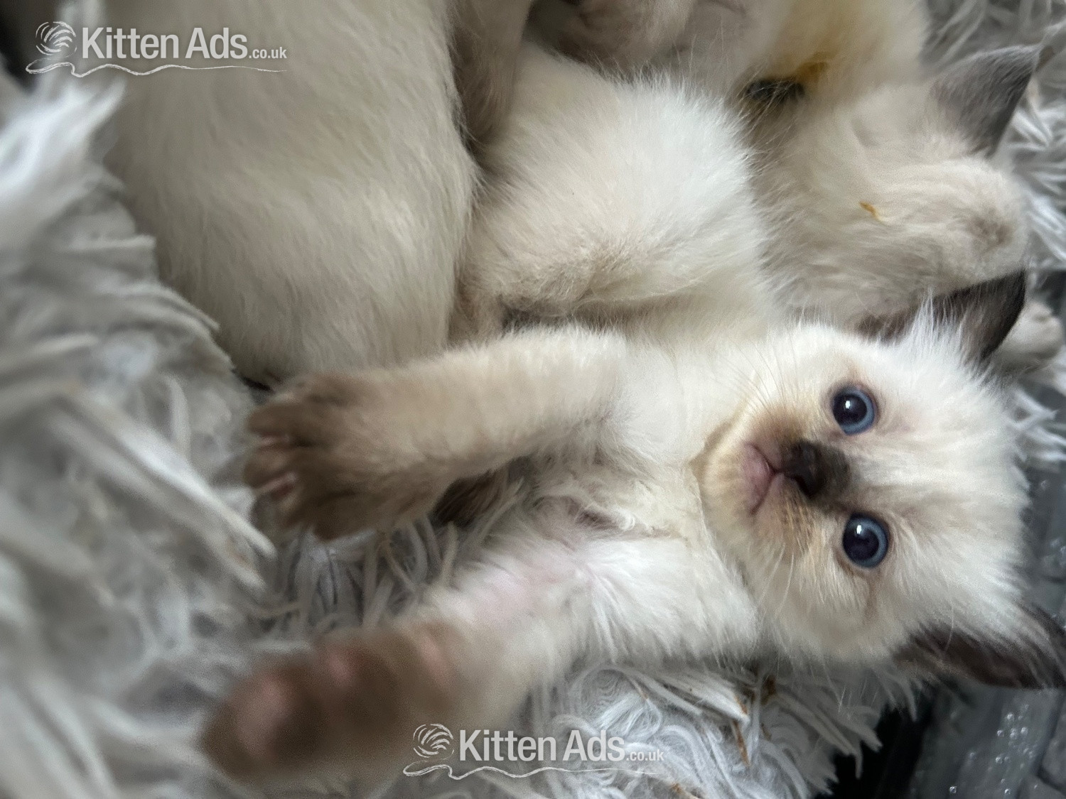  - Little Ragdoll girls