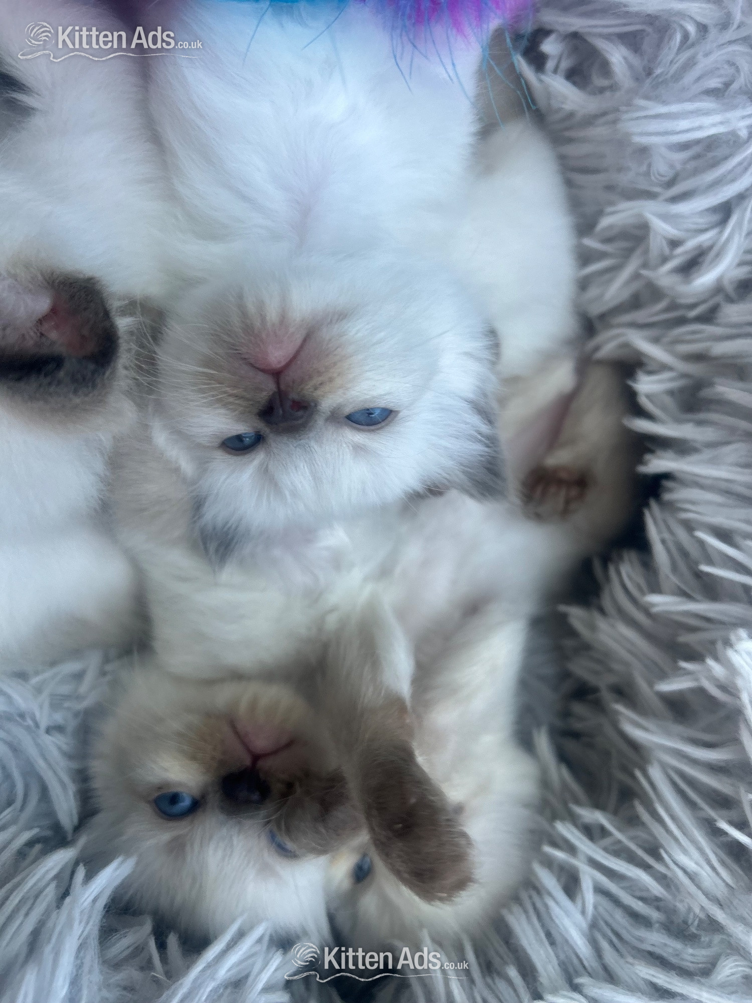 Little Ragdoll girls - 