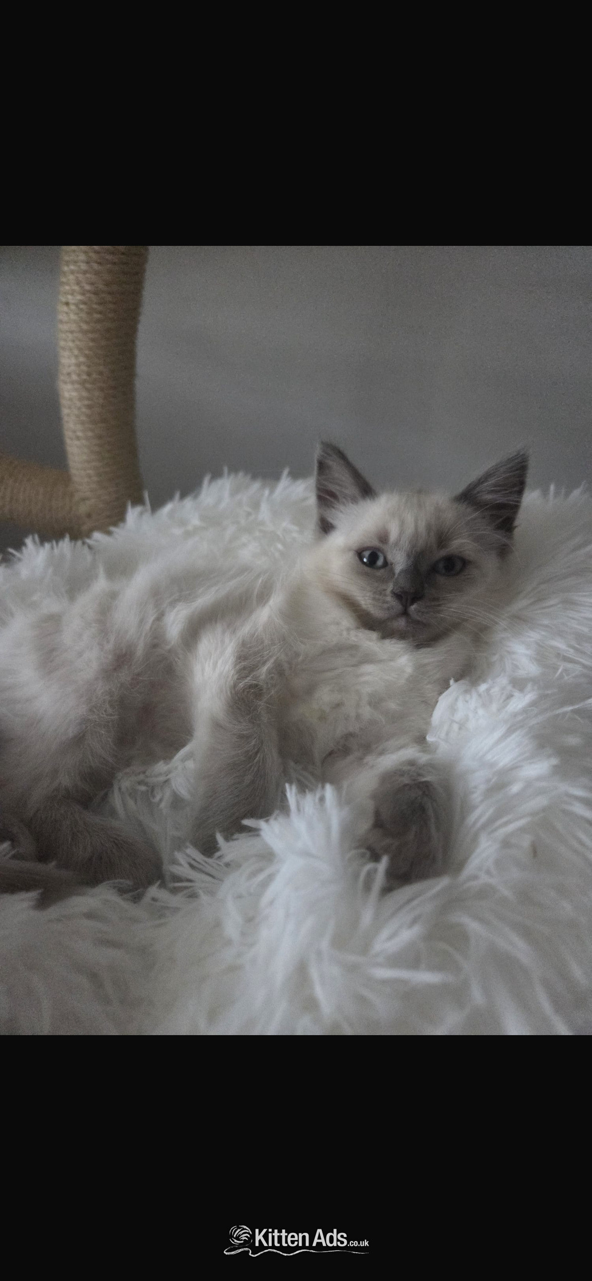 Little Ragdoll girls in {LOCATION}