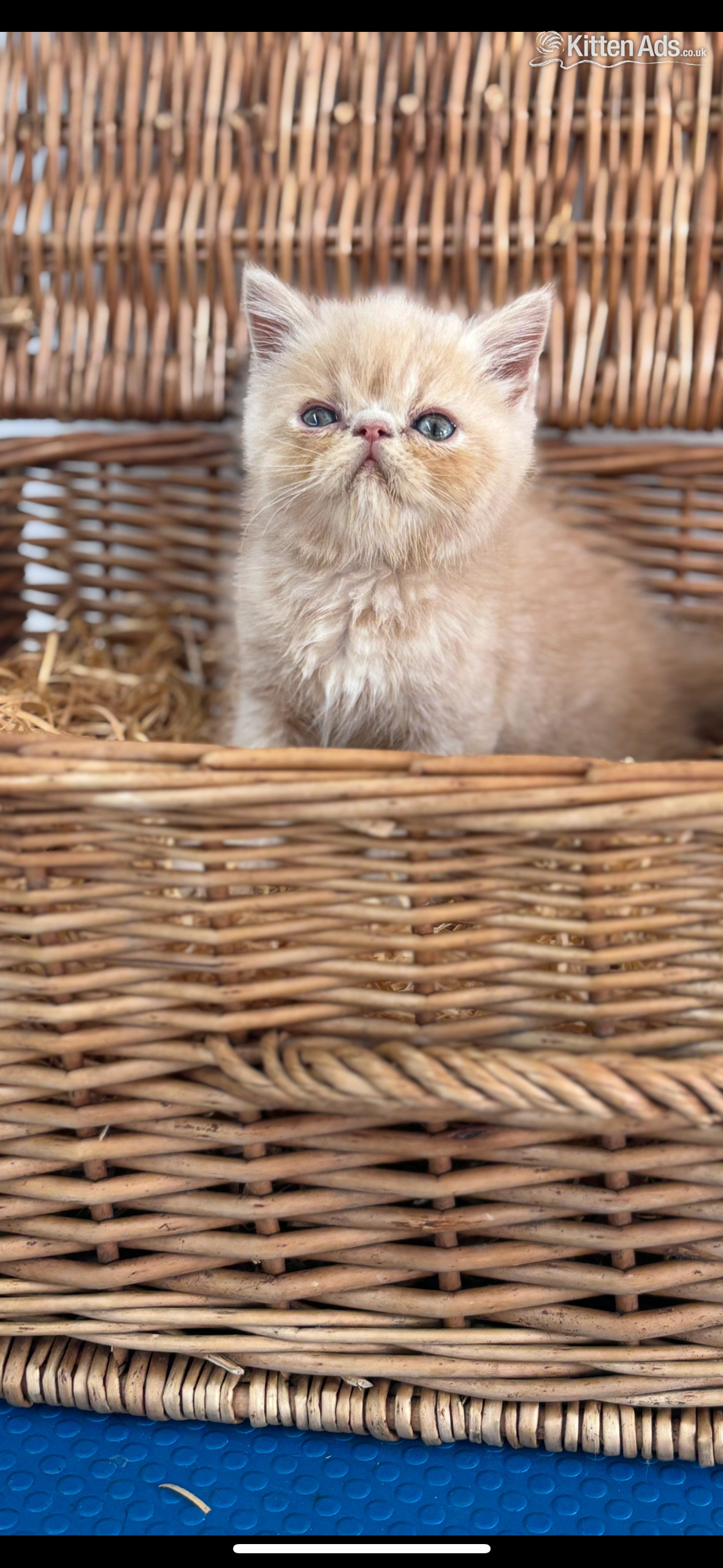  Cats and Kittens