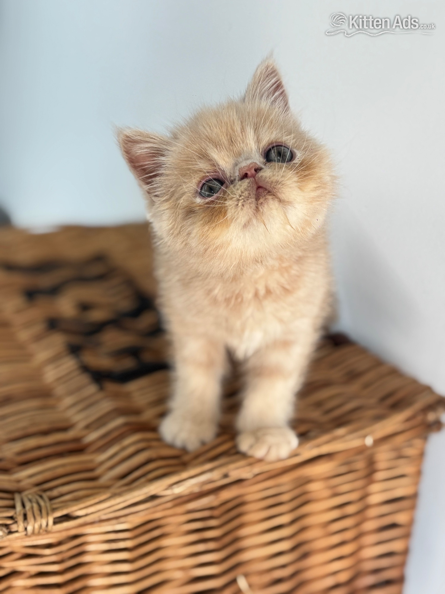  - high quality exotic kittens 