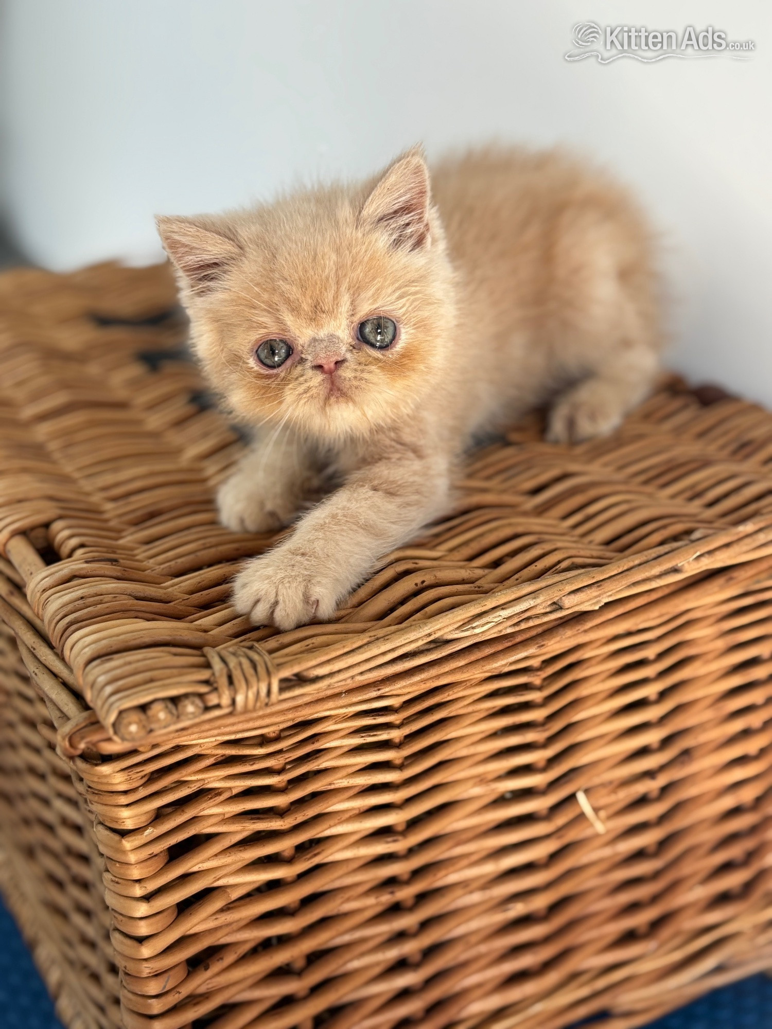 high quality exotic kittens  - 