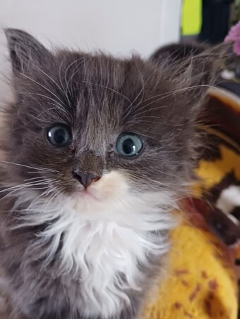 CUTE RARE BLUE COLOUR RAGDOLL KITTENS 