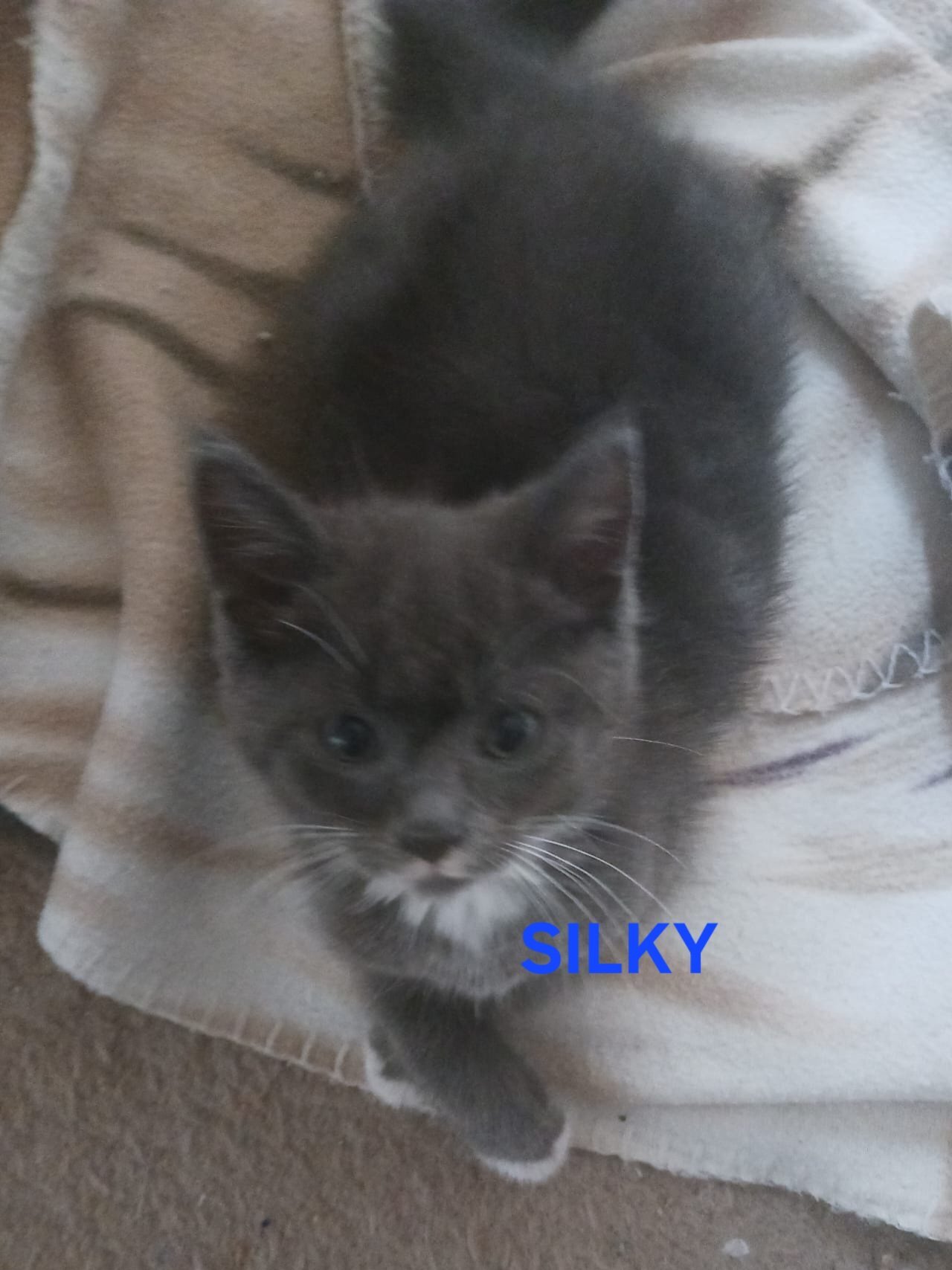 Ragdoll