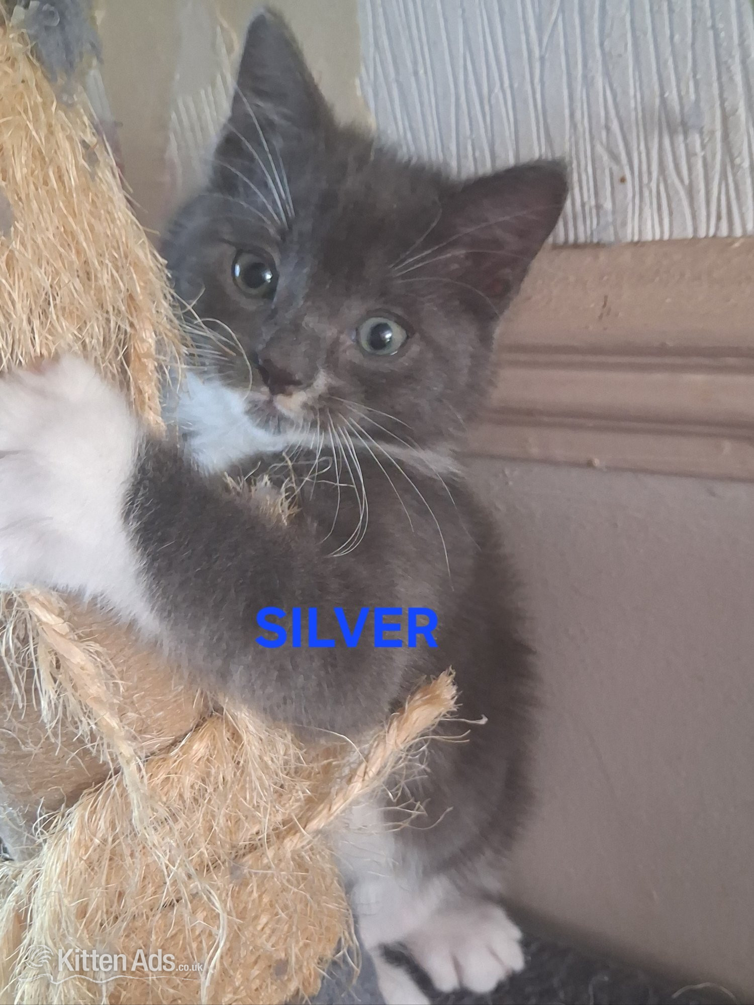 Ragdoll Cats and Kittens
