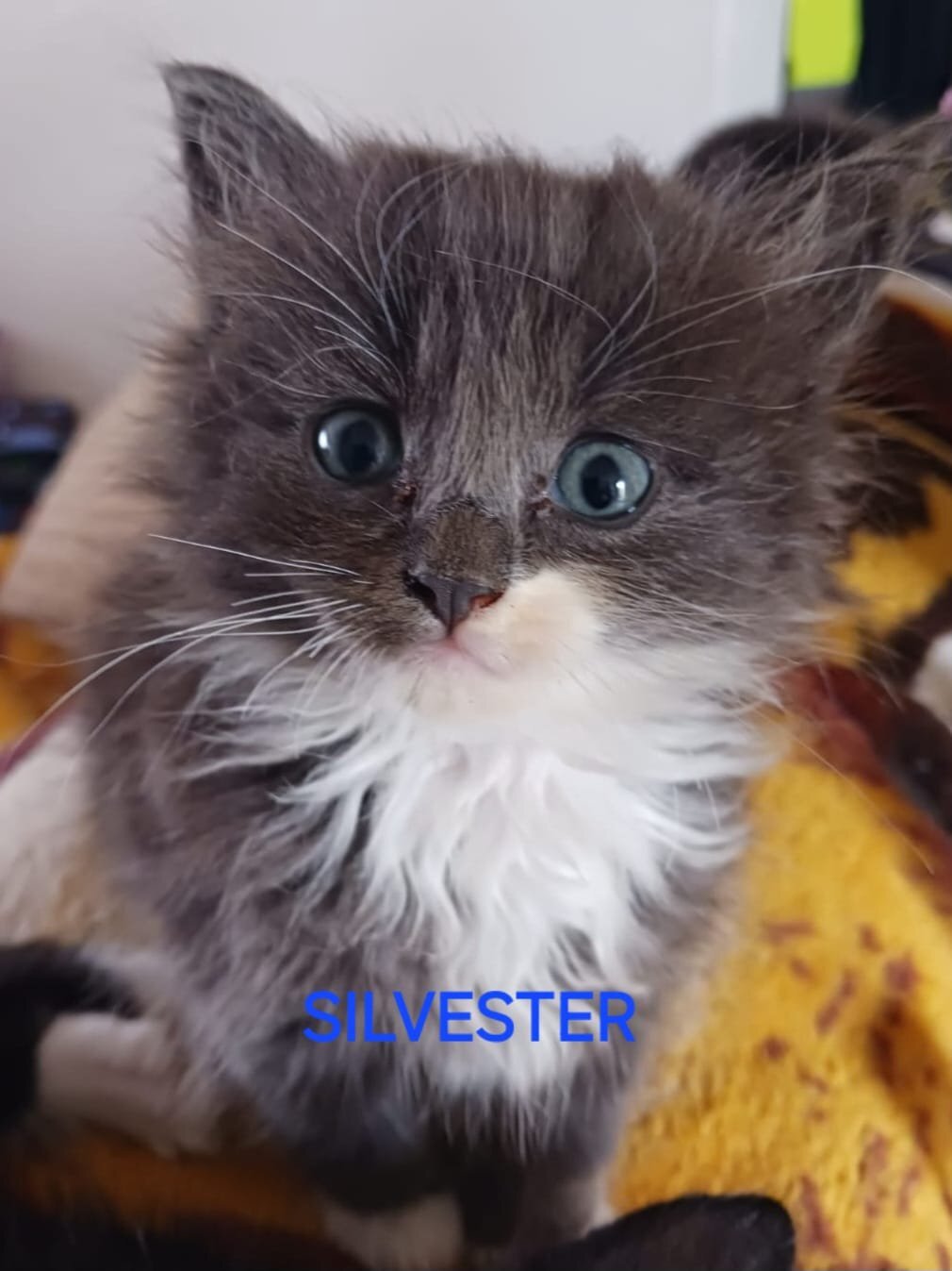 CUTE RARE BLUE COLOUR RAGDOLL KITTENS  - Ragdoll