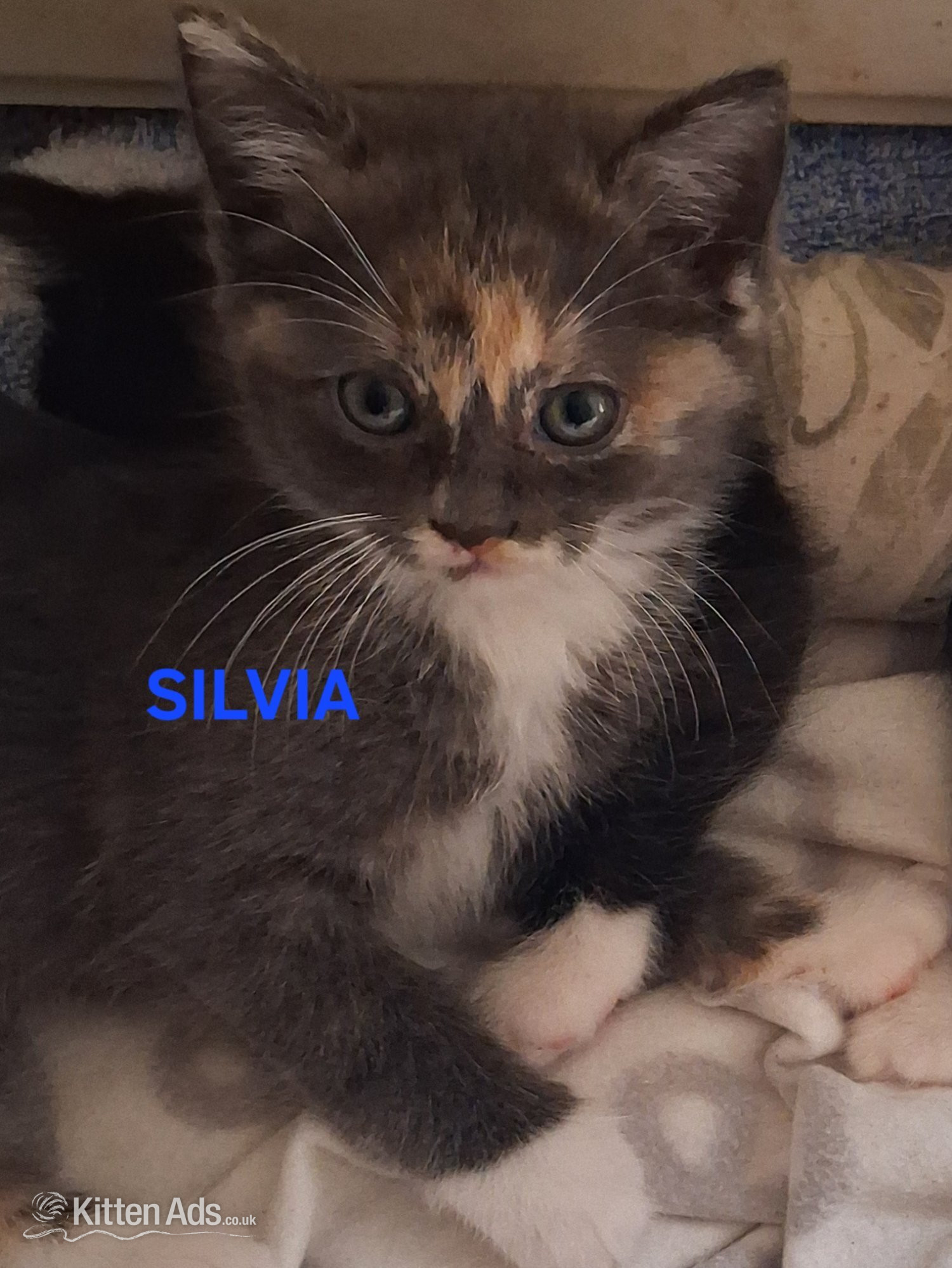 Ragdoll - CUTE RARE BLUE COLOUR RAGDOLL KITTENS 
