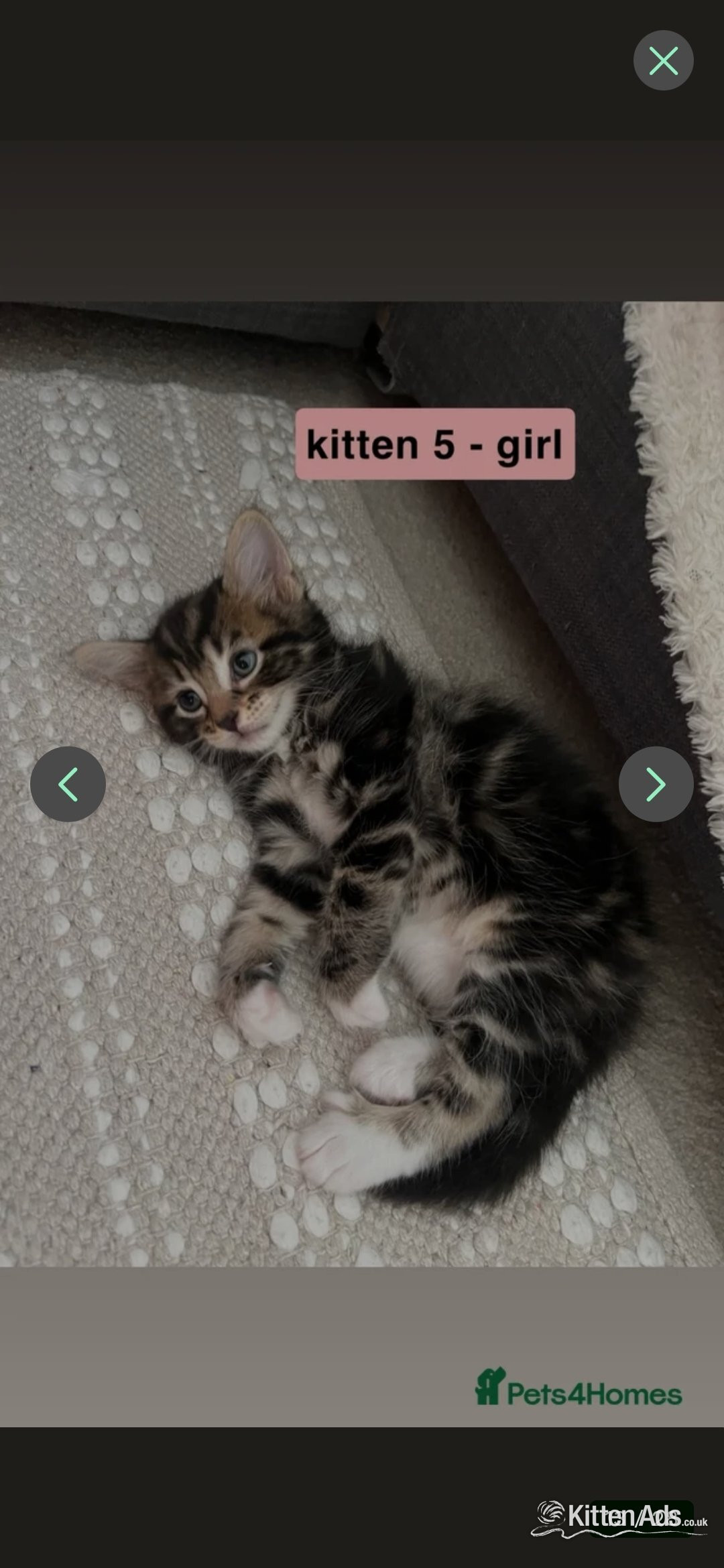  Cats and Kittens