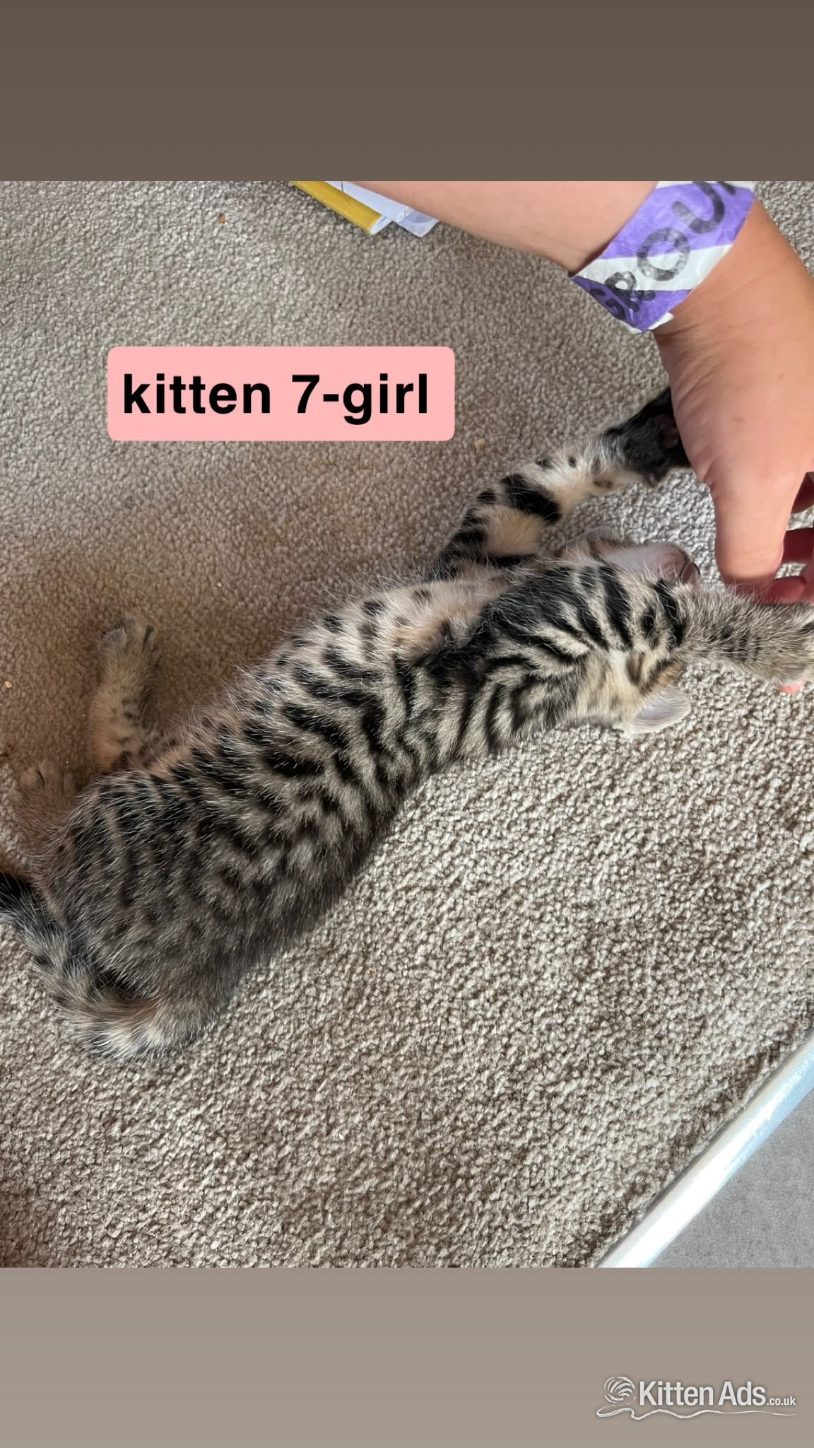  - Bengal-Maine coon mix kittens