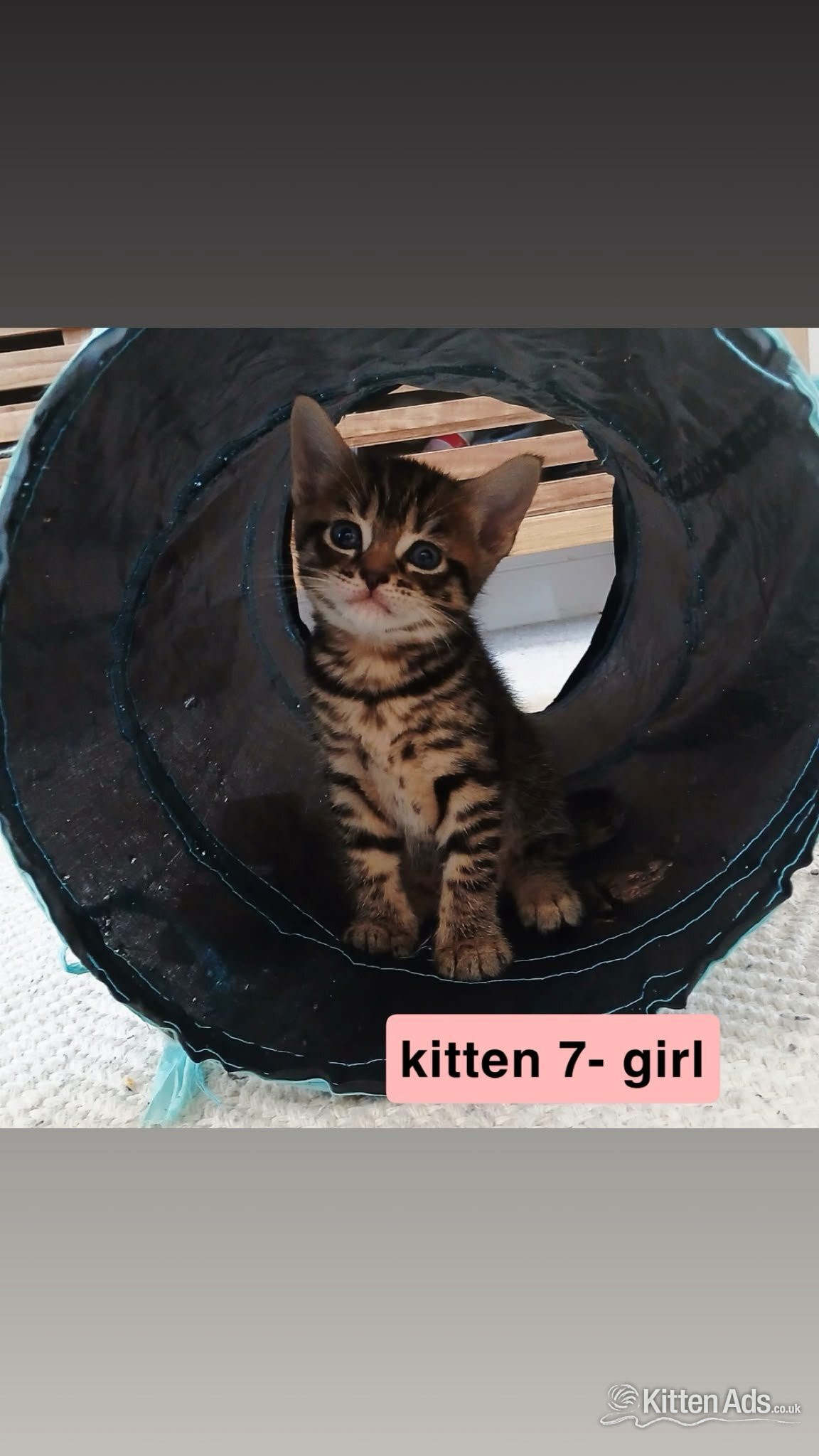 Bengal-Maine coon mix kittens - 